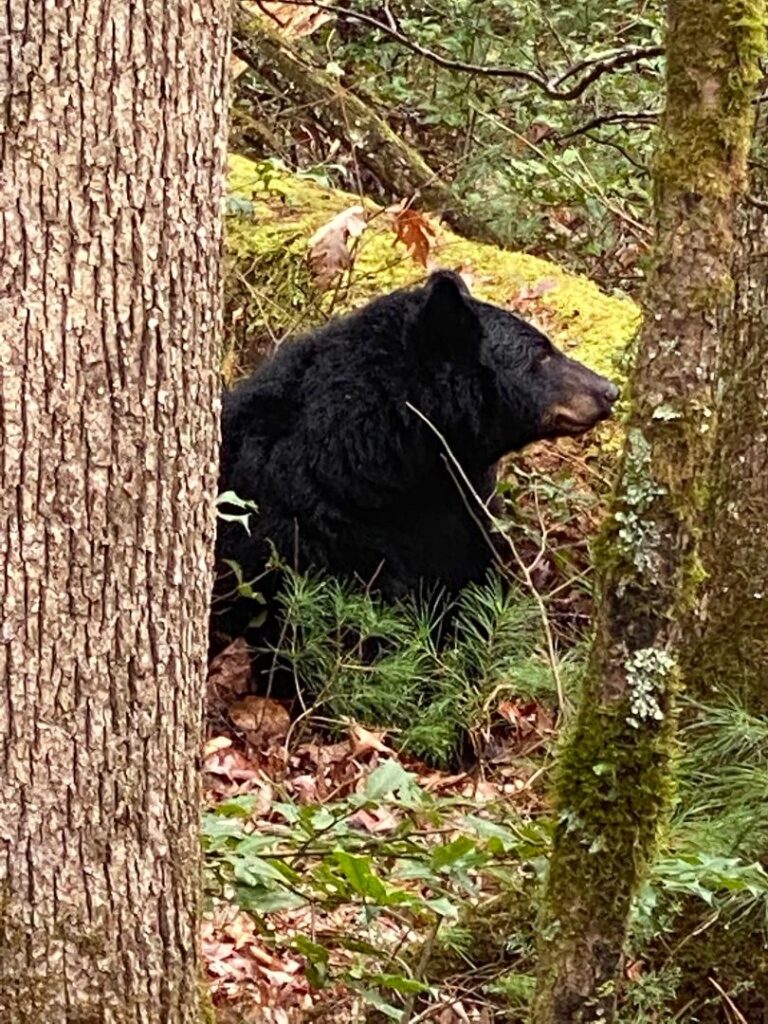 Bear sighting in Cades Cove