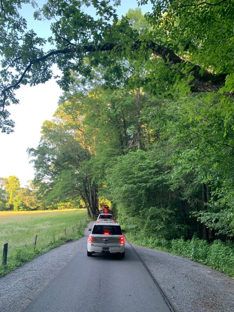 A 'bear jam' in Cades Cove